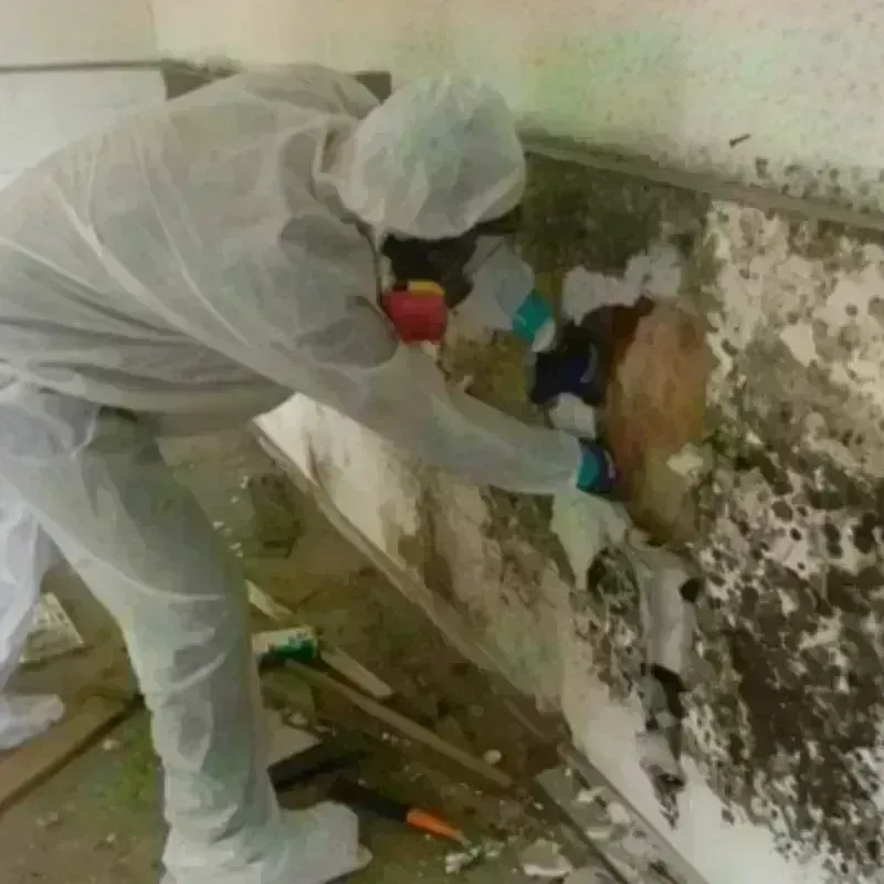 Mold Remediation and Removal in Durant, IA